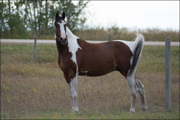 Unique Ambition DF - By Legacy of Gold son out of Champion producing pinto mare