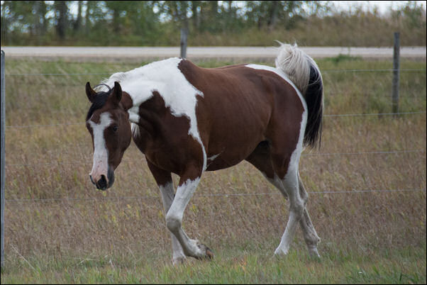 Unique Ambition DF - By Legacy of Gold son out of Champion producing pinto mare