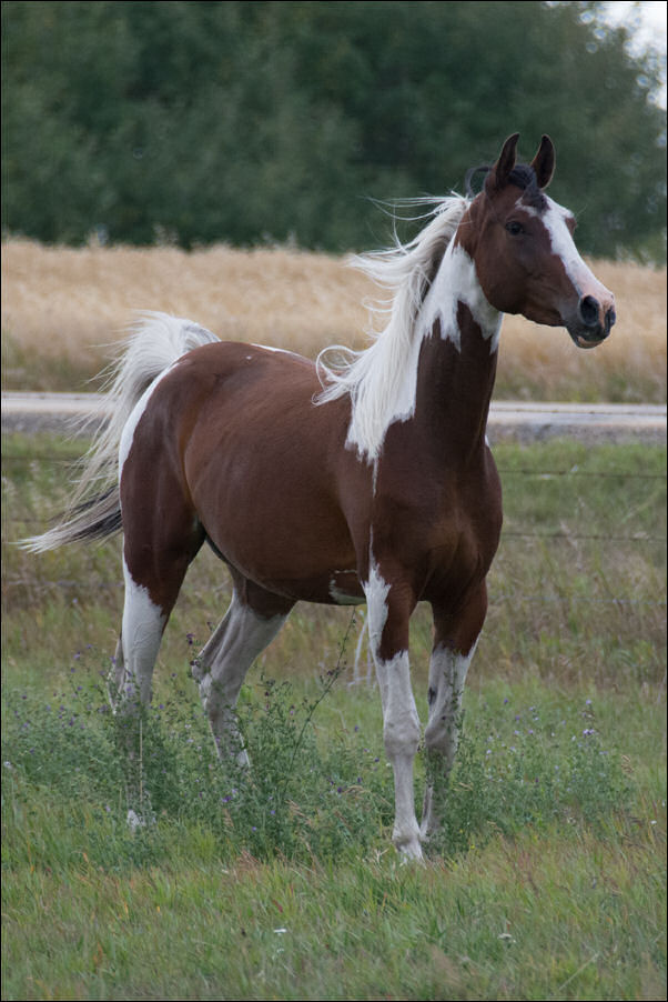 Unique Ambition DF - By Legacy of Gold son out of Champion producing pinto mare