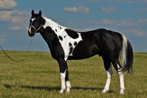 Specialist In Colour (Champs Reflexion x Sky View Dotty) double homozygous black tobiano stallion