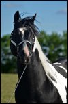 Specialist in Colour - Double homozygous black tobiano APHA/PtHA stallion