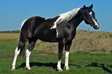 Specialist in Colour - Double homozygous black tobiano APHA/PtHA stallion