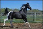 Mochachinno PWS - 1/2 Arabian Mare