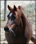 Ulimate Star daughter