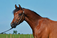 Stormy Solstice DF - Bay Arabian Gelding