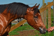 Stormy Solstice DF - 2011 Bay Arabian colt(Dream Synsation x DD Radiance)
