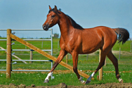 Stormy Solstice DF - Bay Arabian Gelding