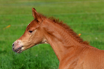 2013 CAHR filly