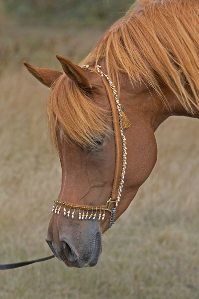 Tymeless Essence DF - 2013 Chestnut Arabian filly(Dream Synsation x DD Radiance)