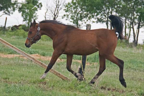 Titan El Dezahari DF - By Gazal Al Shaqab son, Kalahari out of exotic Desperado V mare