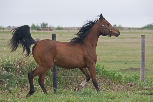 Titan El Dezahari DF - By Gazal Al Shaqab son, Kalahari out of exotic Desperado V mare