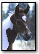 chestnut tobiano son of Rhythm N' Gold - Legacy of Gold son