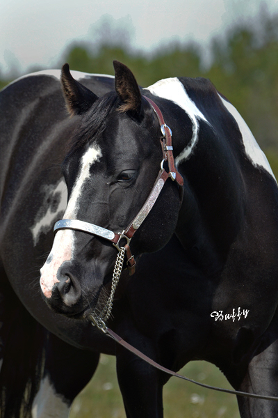 Black Designer Jeans - Black Homozygous Tobiano APHA mare