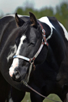 Black Designer Jeans - Homozygous Tobiano APHA Mare