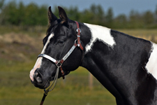 Black Designer Jeans - Black Homozygous Tobiano APHA mare