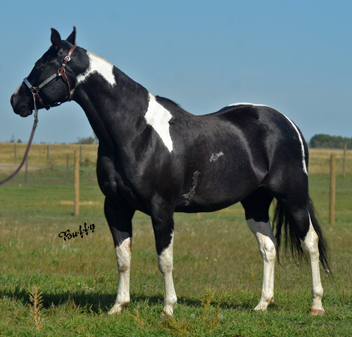 Black Designer Jeans - Black Homozygous Tobiano APHA mare