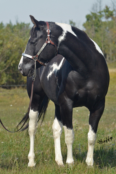 Black Designer Jeans - Black Homozygous Tobiano APHA mare