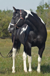 Black Designer Jeans - Black Homozygous Tobiano APHA mare