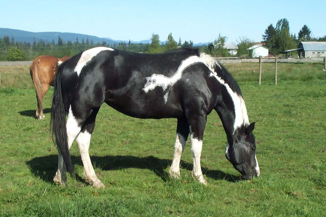 Black Designer Jeans - Black Homozygous Tobiano APHA mare